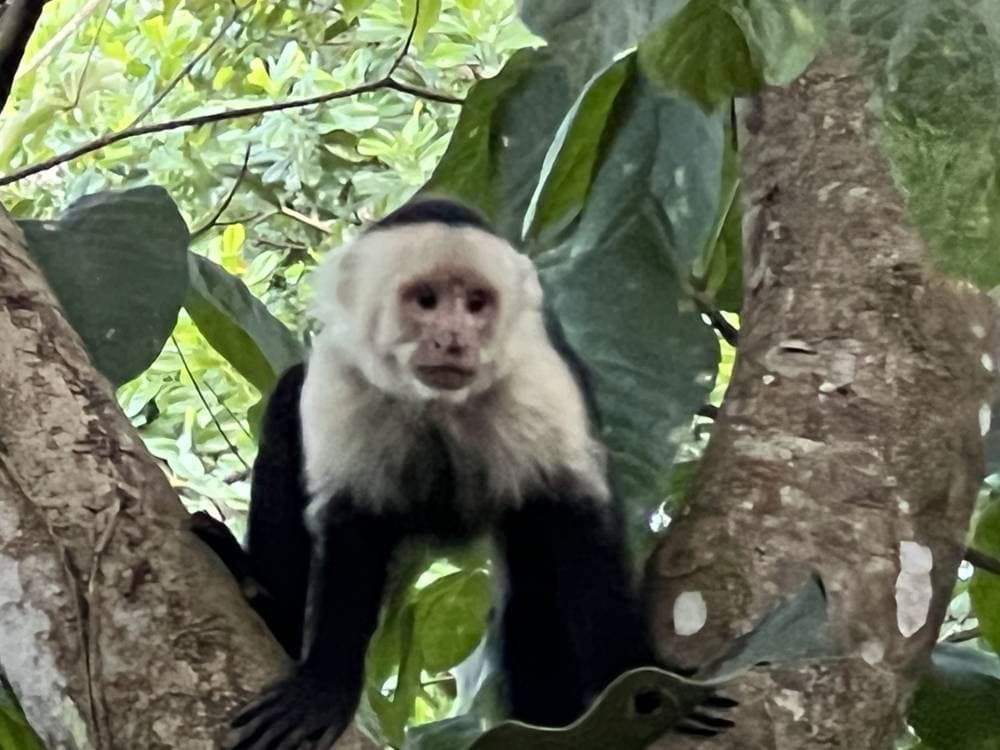 Spirituelles Ayahuasca-Retreat in Costa Rica