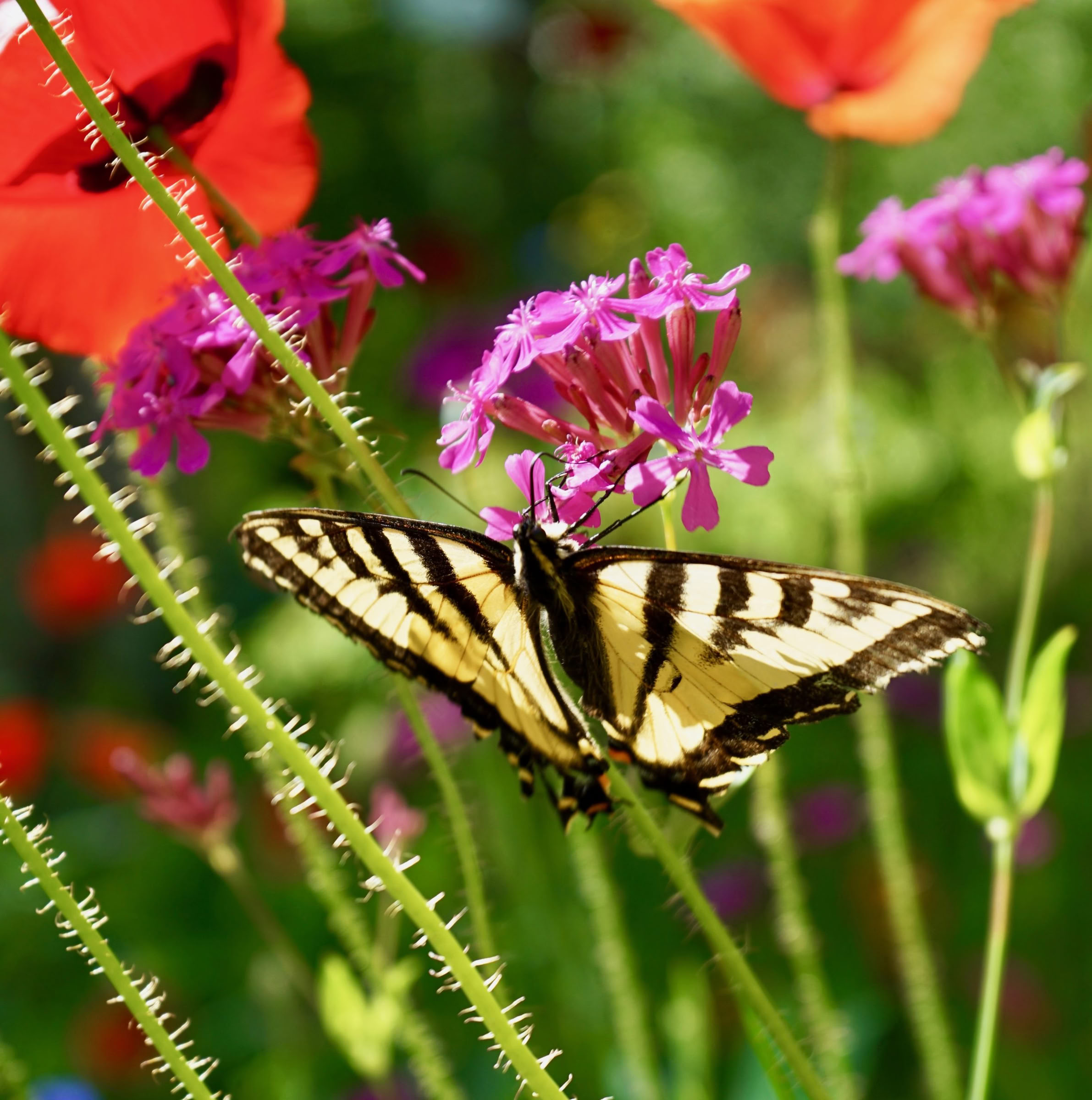 Yoga- und Natur-Retreat mit Jacqui Fownes