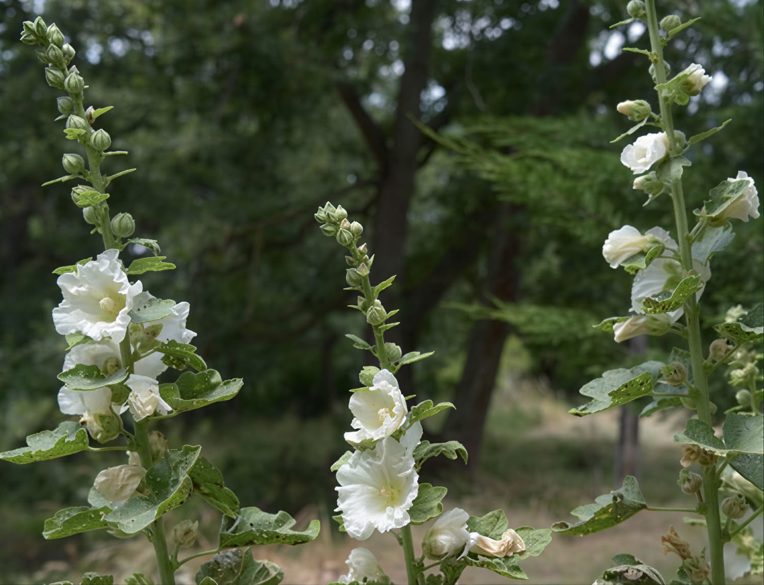 Der Gartentempel Claire Everitt