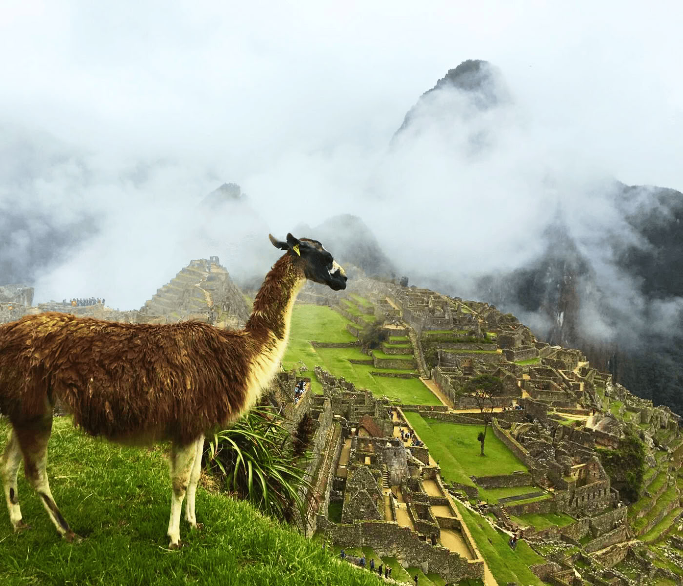 7-tägiges Ayahuasca-Retreat + Machu Picchu