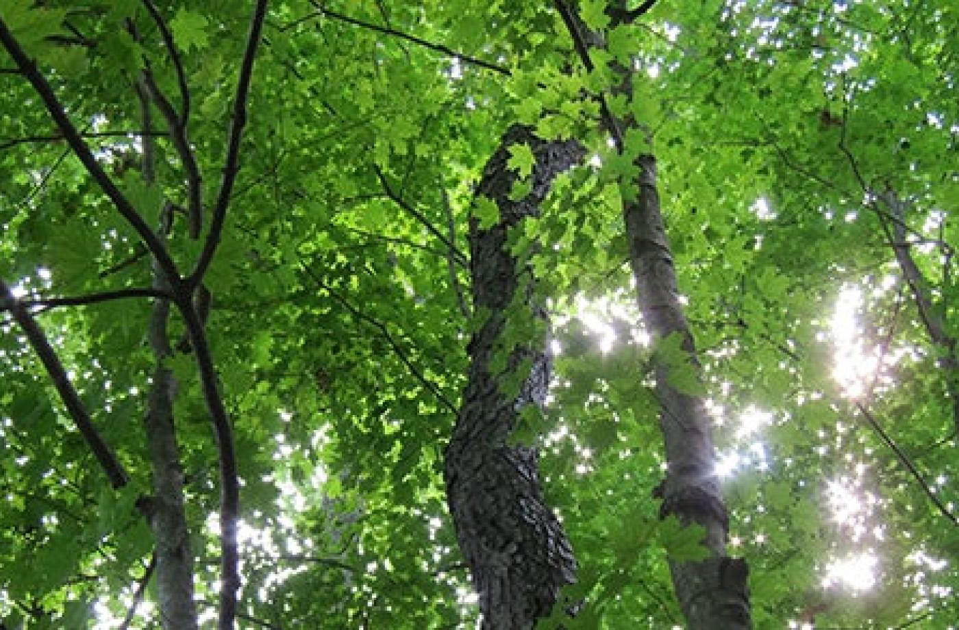 Achtsame Outdoor-Guide-Zertifizierung, Stufe 2: Einklang mit der Natur