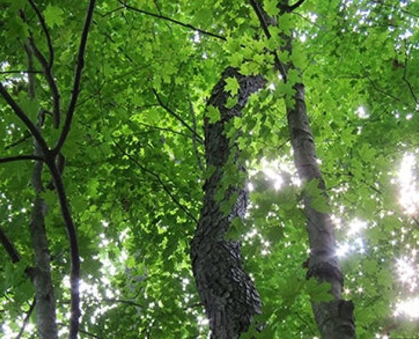 Achtsame Outdoor-Guide-Zertifizierung, Stufe 2: Einklang mit der Natur
