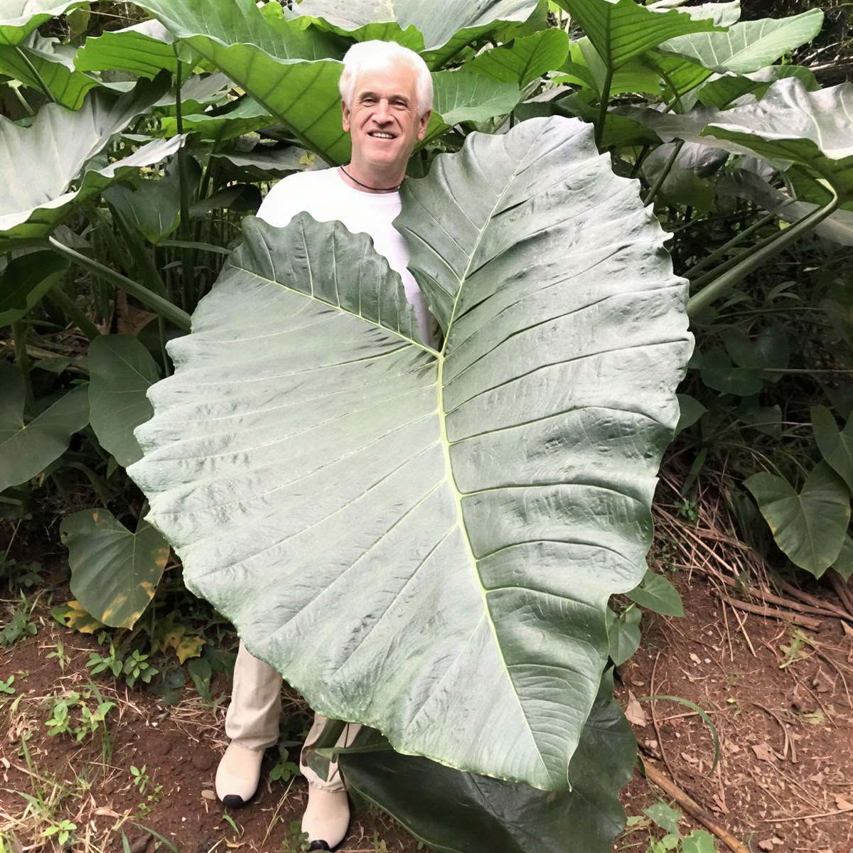 Führung durch die heilige Gärtnerei im Garten