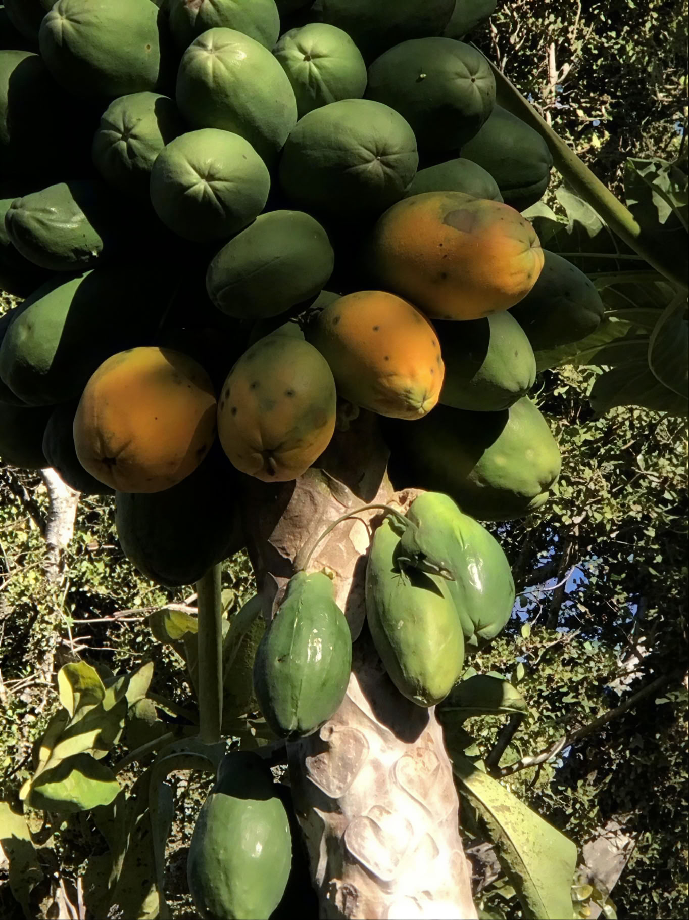 Führung durch die heilige Gärtnerei im Garten