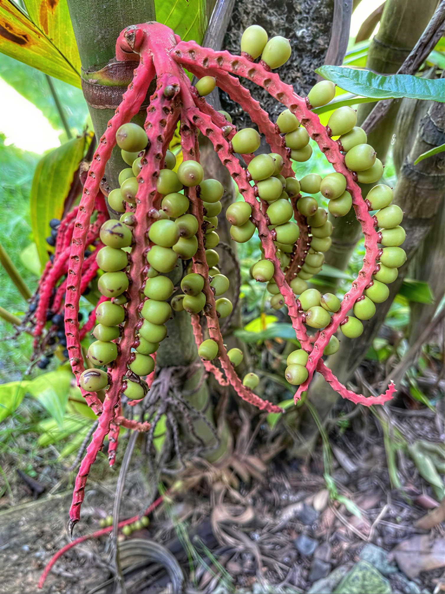 Führung durch die heilige Gärtnerei im Garten