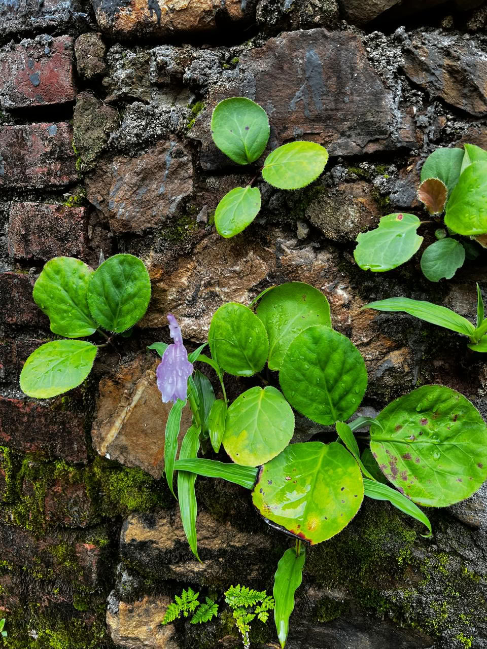 34 Nächte 35 Tage निर्बोझ Nirbojha Ayurvedisches Gewichtsverlust-Retreat