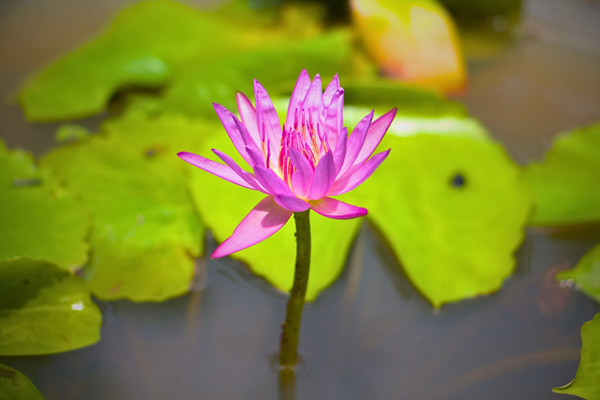7-tägiges Nervensystem-Reset, Yoga- und Meditations-Retreat, Sri Lanka