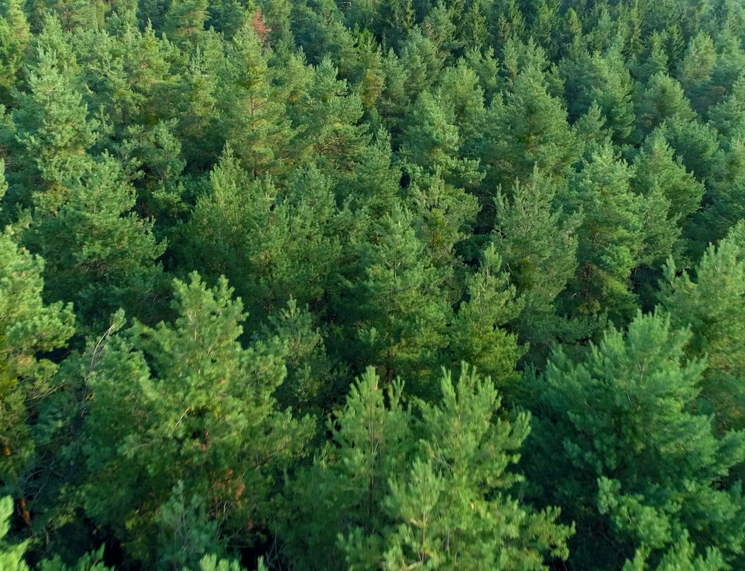 14-tägiges Heilungsprogramm