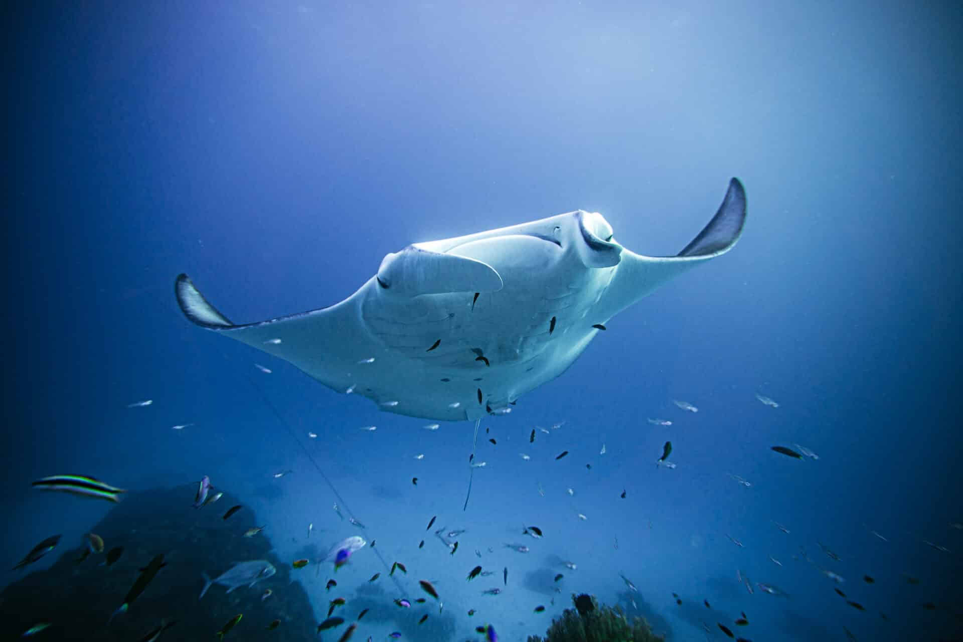 Freitauchen und nur für Tauchlehrer ohne Atem an Lady Elliot Island