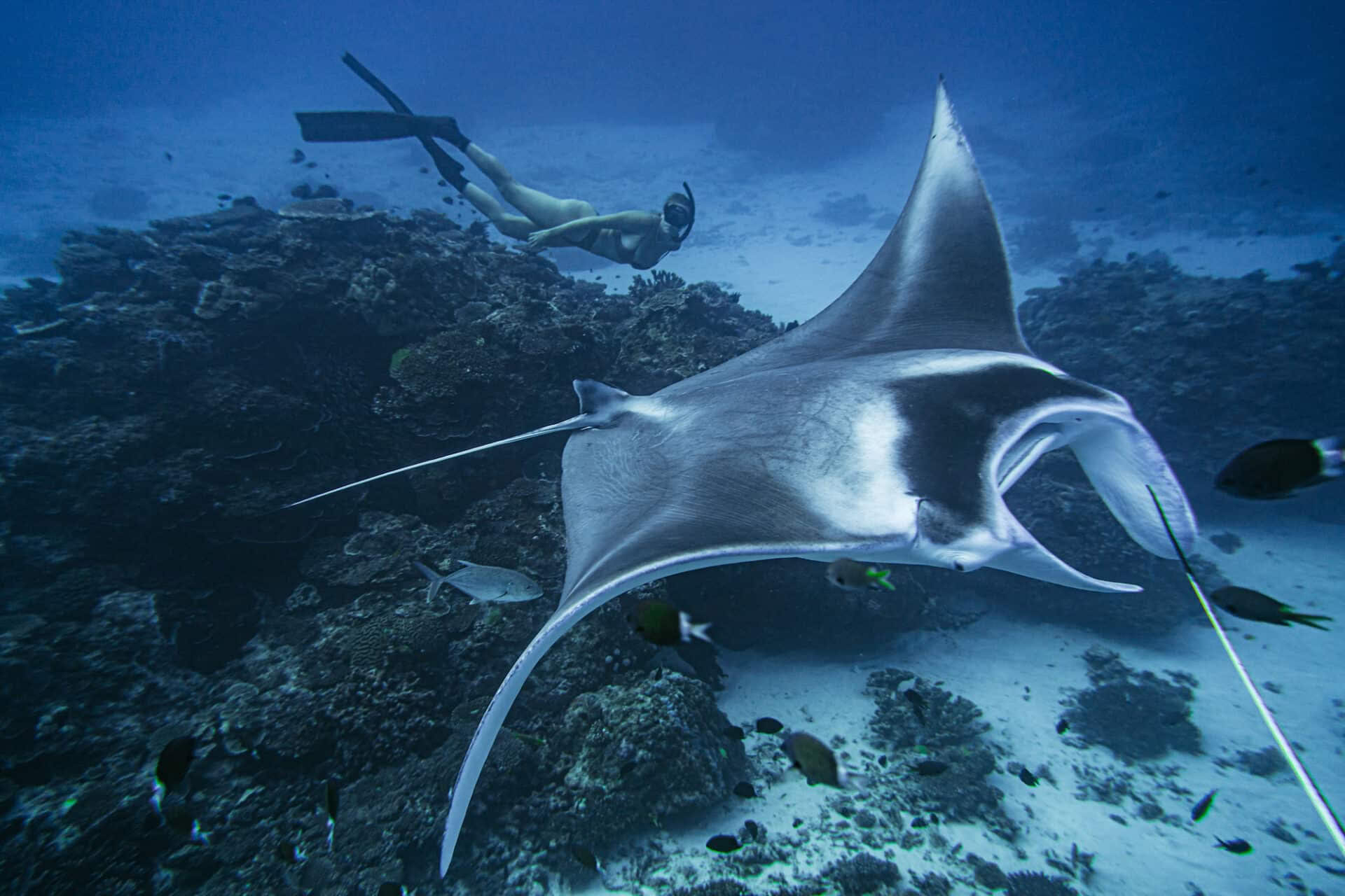 Freitauchen & Einladung nur auf persönliche Einladung auf Lady Elliot Island