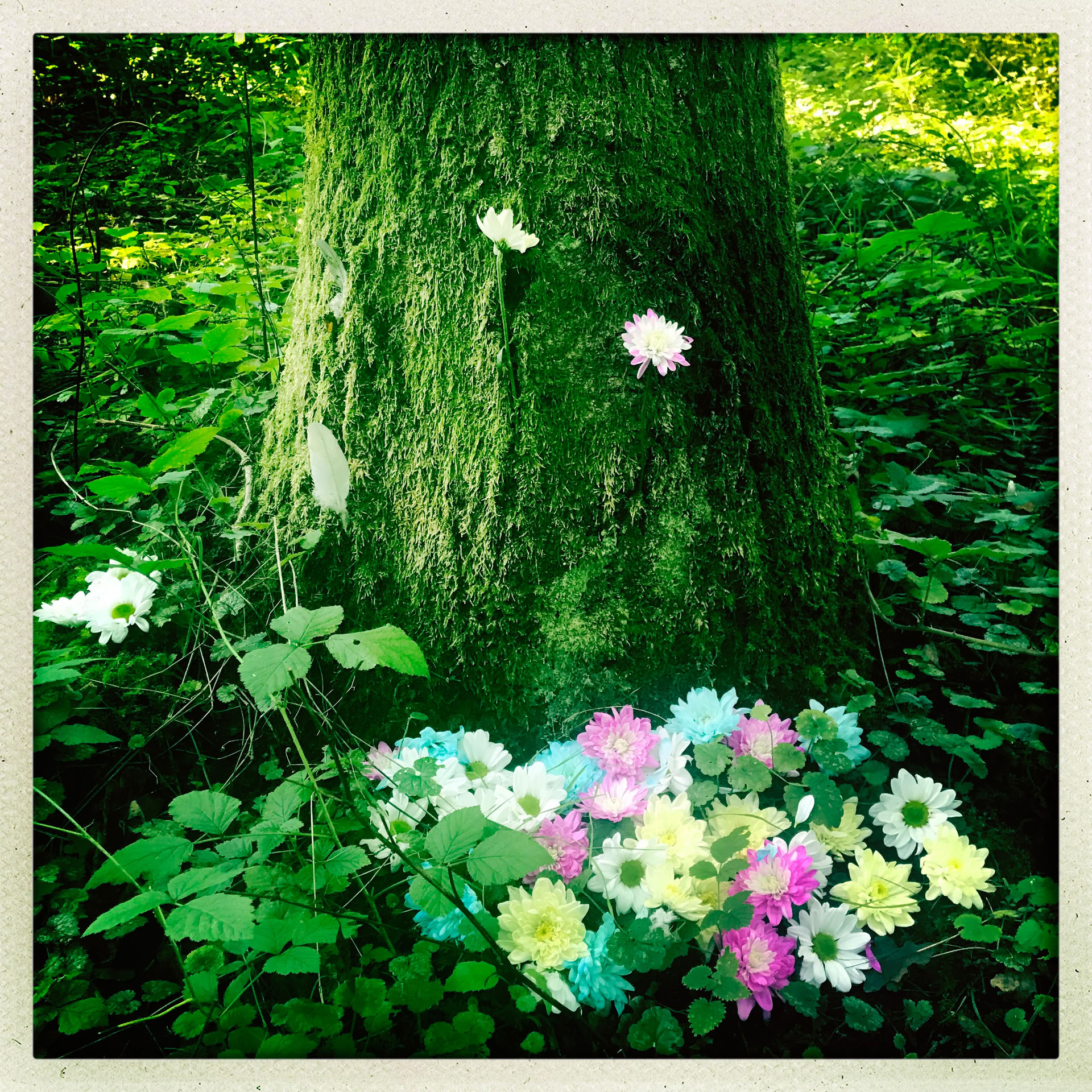 Achtsamkeit im Wald 🌳 Erlebnis