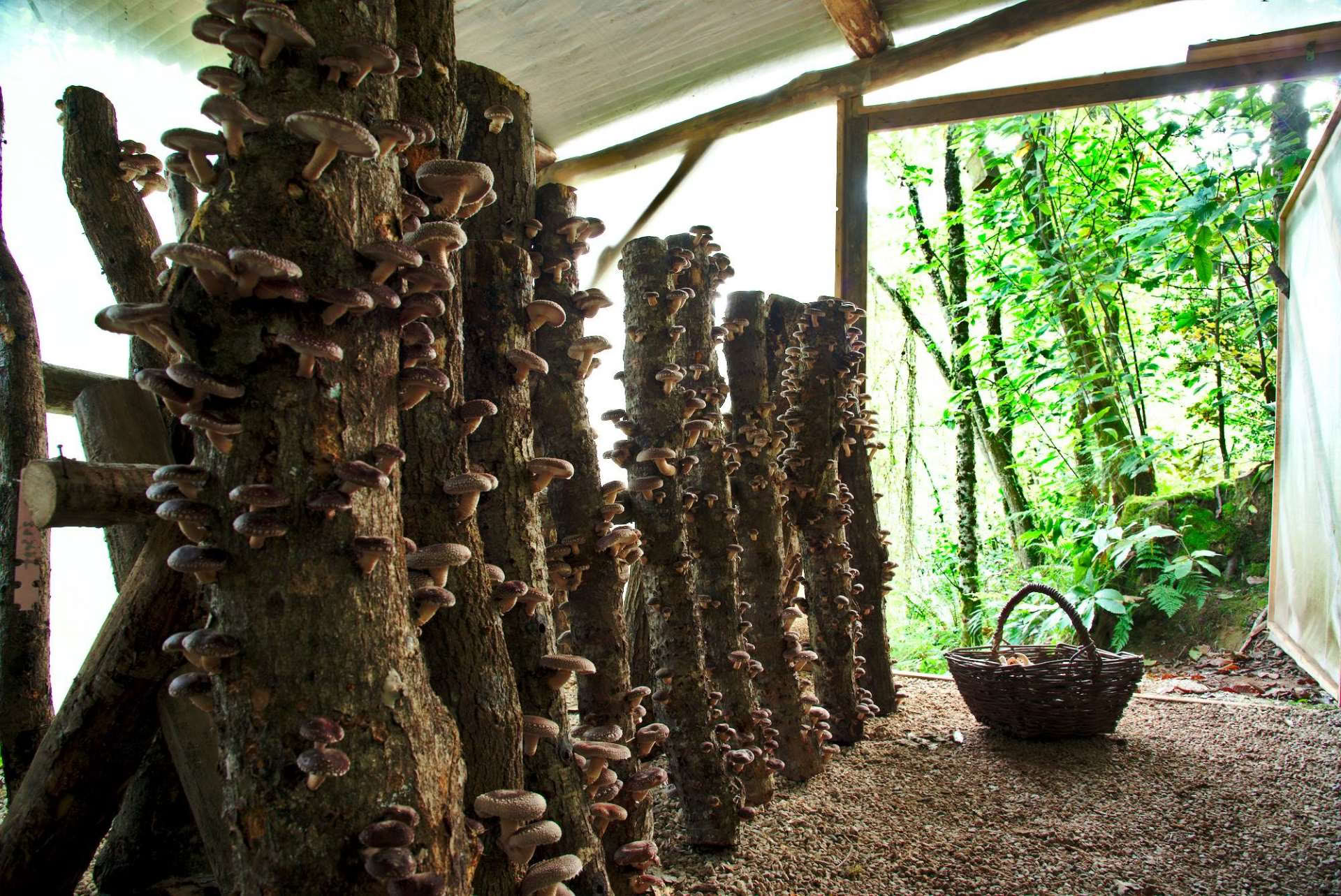 Besuch im Naturwald der Pilze am 23. August