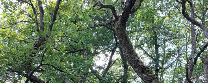 Einsame Erdreise – 24-Stunden-Vision-Quest im Wald – 11. bis 13. September 2026