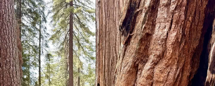 Die Magie der Sequoias entdecken
