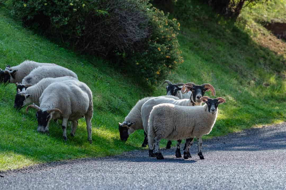 3-tägiges Yoga-Retreat Schottland – 28. – 31. August