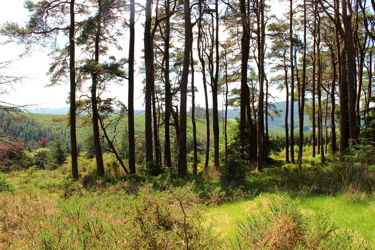 Rückkehr nach Mucklagh – Samhain — Mucklagh Lodge