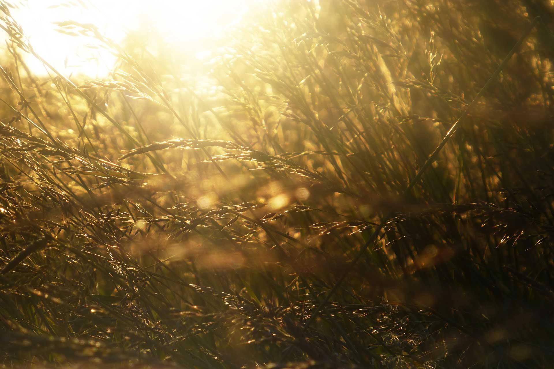 Midsommer-Sonnenexplosions-Food- und Yoga-Retreat