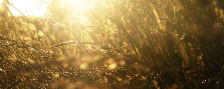 Midsommer-Sonnenexplosions-Food- und Yoga-Retreat