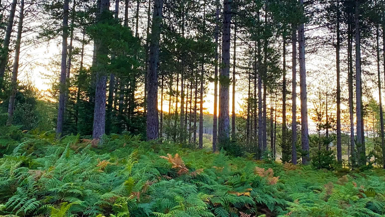 Seelenvoller Vagus-Neustart Herbst-Retreat