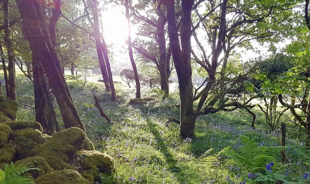 Retreats, Tage & Kurse – Viernächtiges Retreat in Rosemerryn in Cornwall