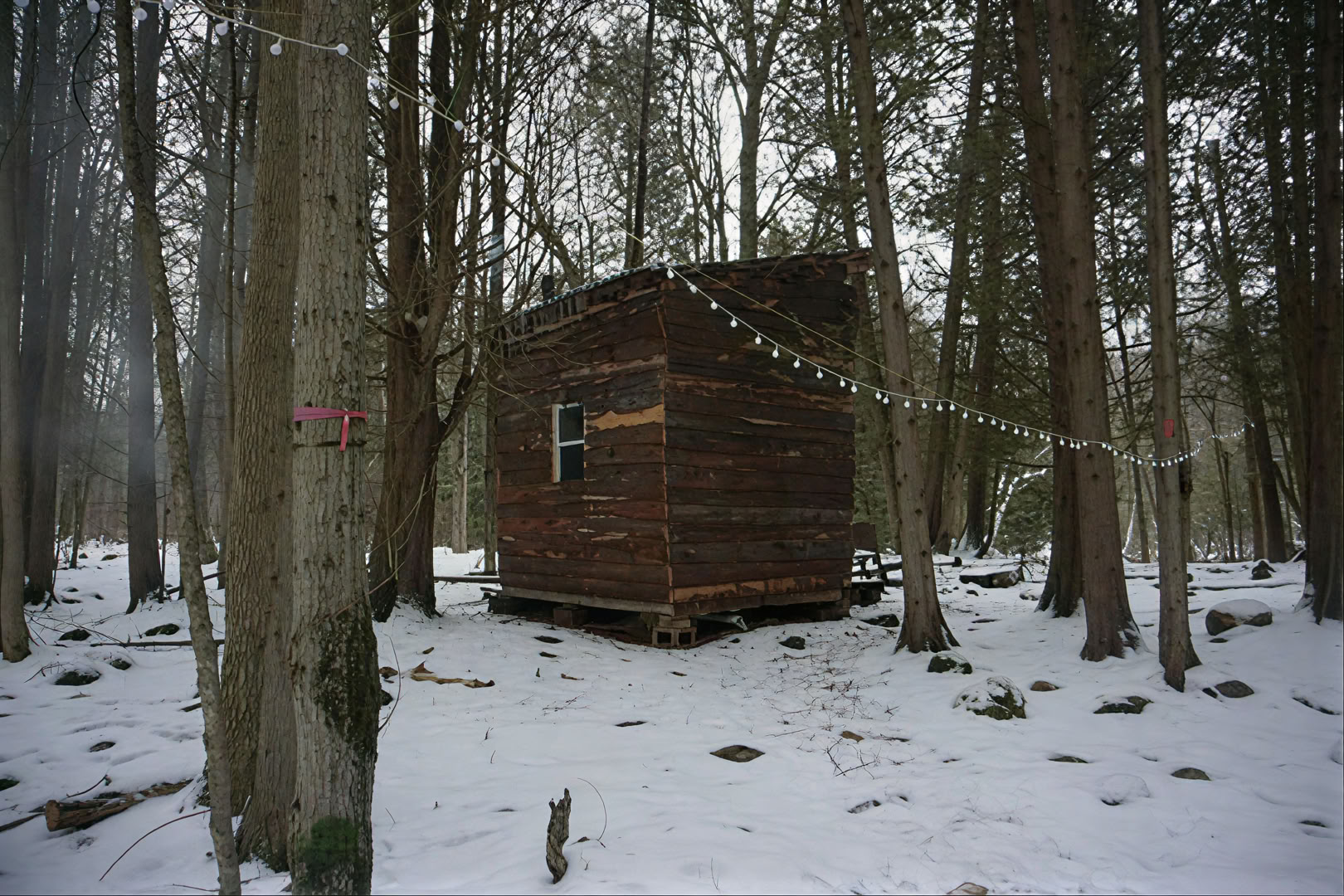 Wurzeln & Flügel