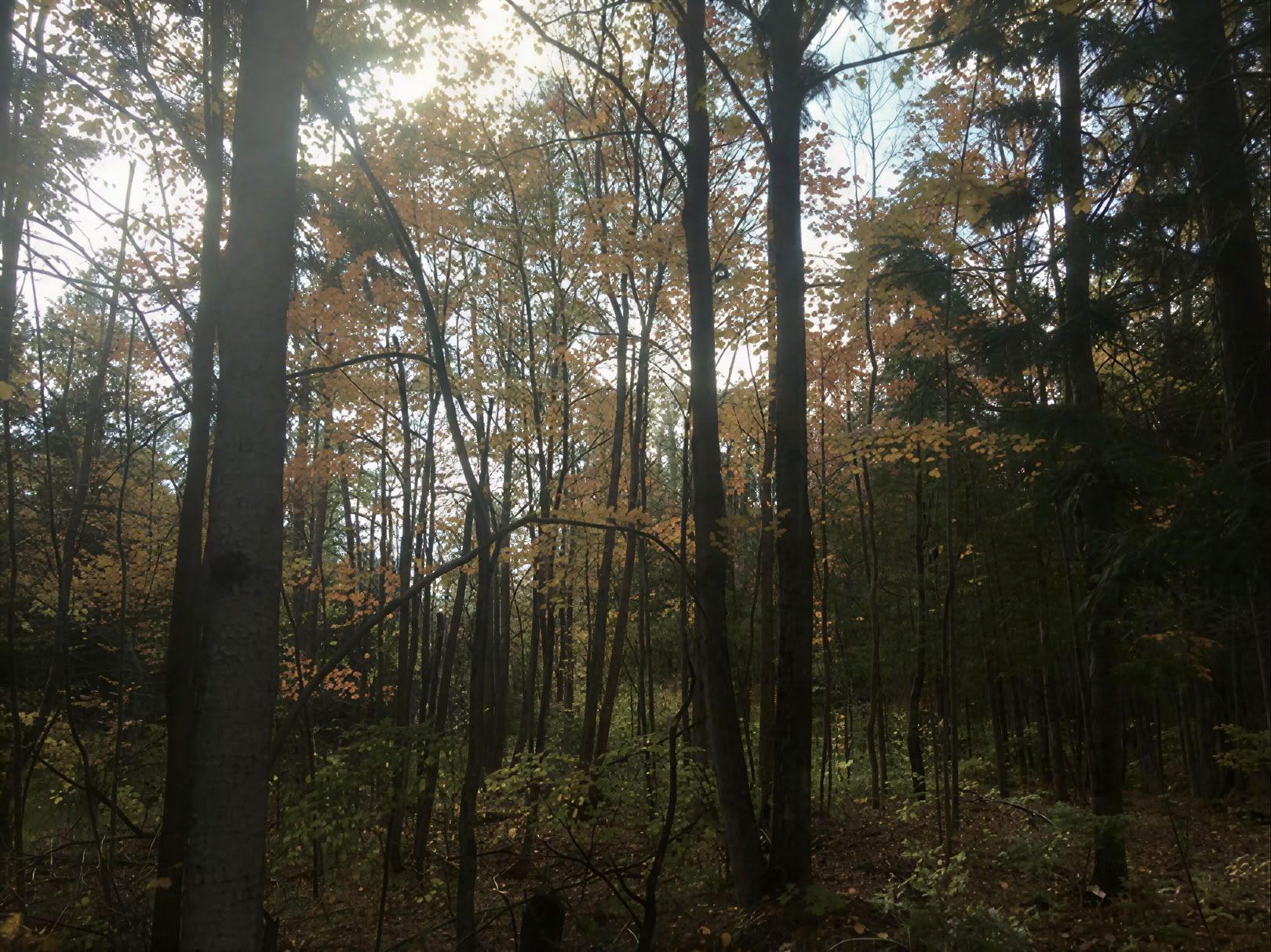 Yoga in der Natur auf eigene Faust