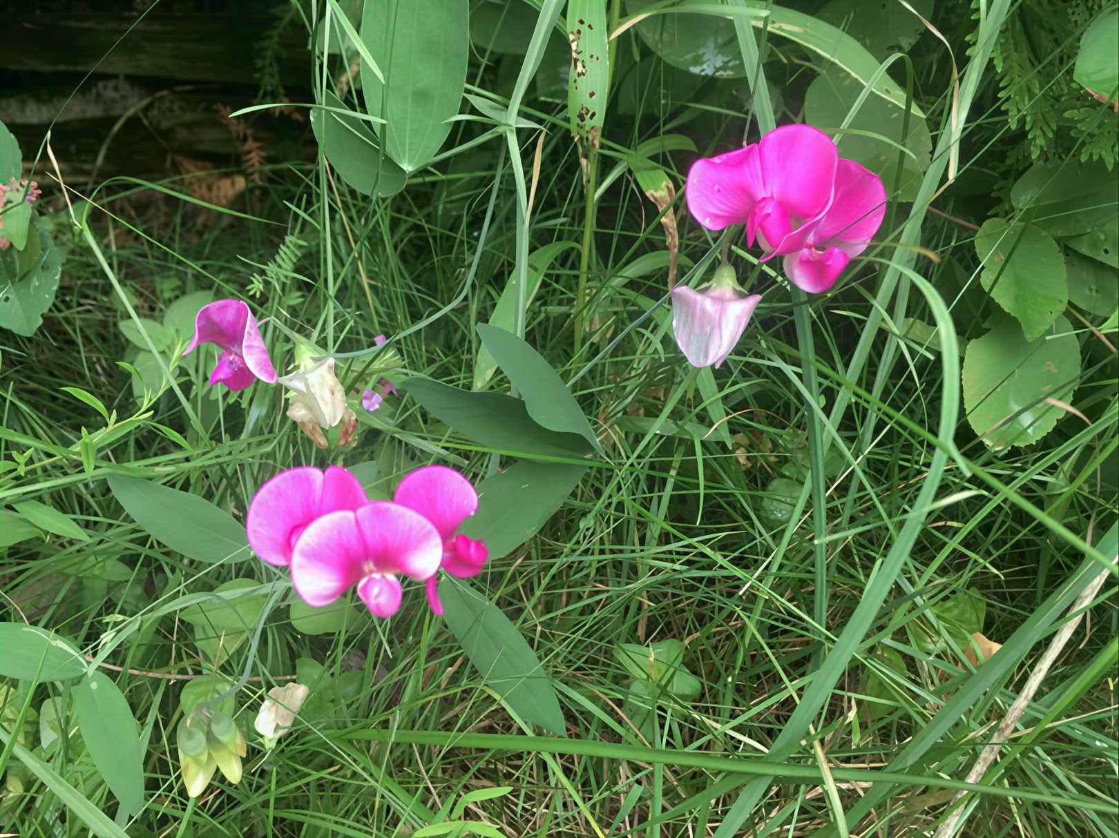 Begleitetes Yoga in der Natur