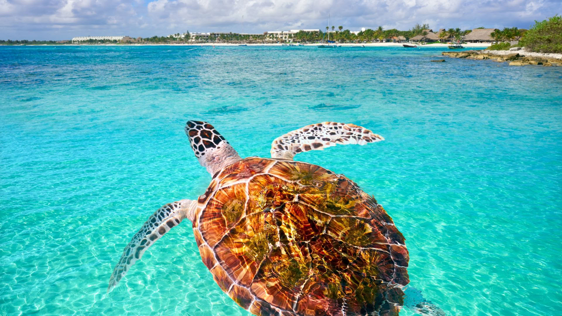 Akumal Wellness Retreat: Suite mit Meerblick