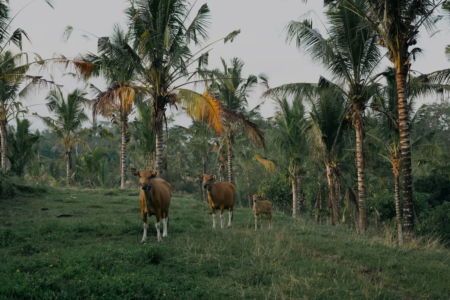 3-tägiges authentisches Heilungs-Retreat im geheimen Dschungel auf Bali