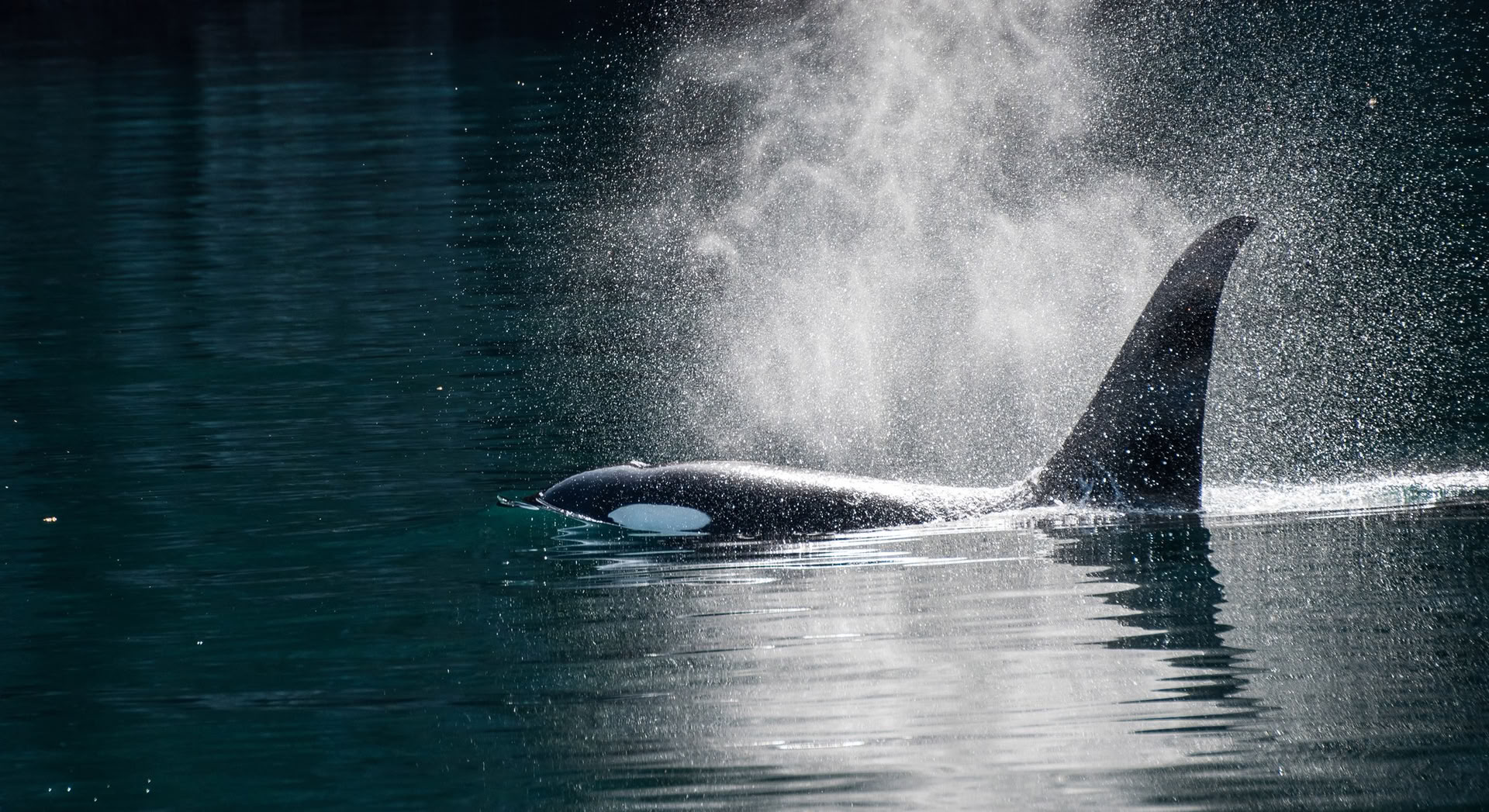 Walbeobachtung in Alaska