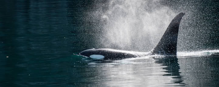 Walbeobachtung in Alaska