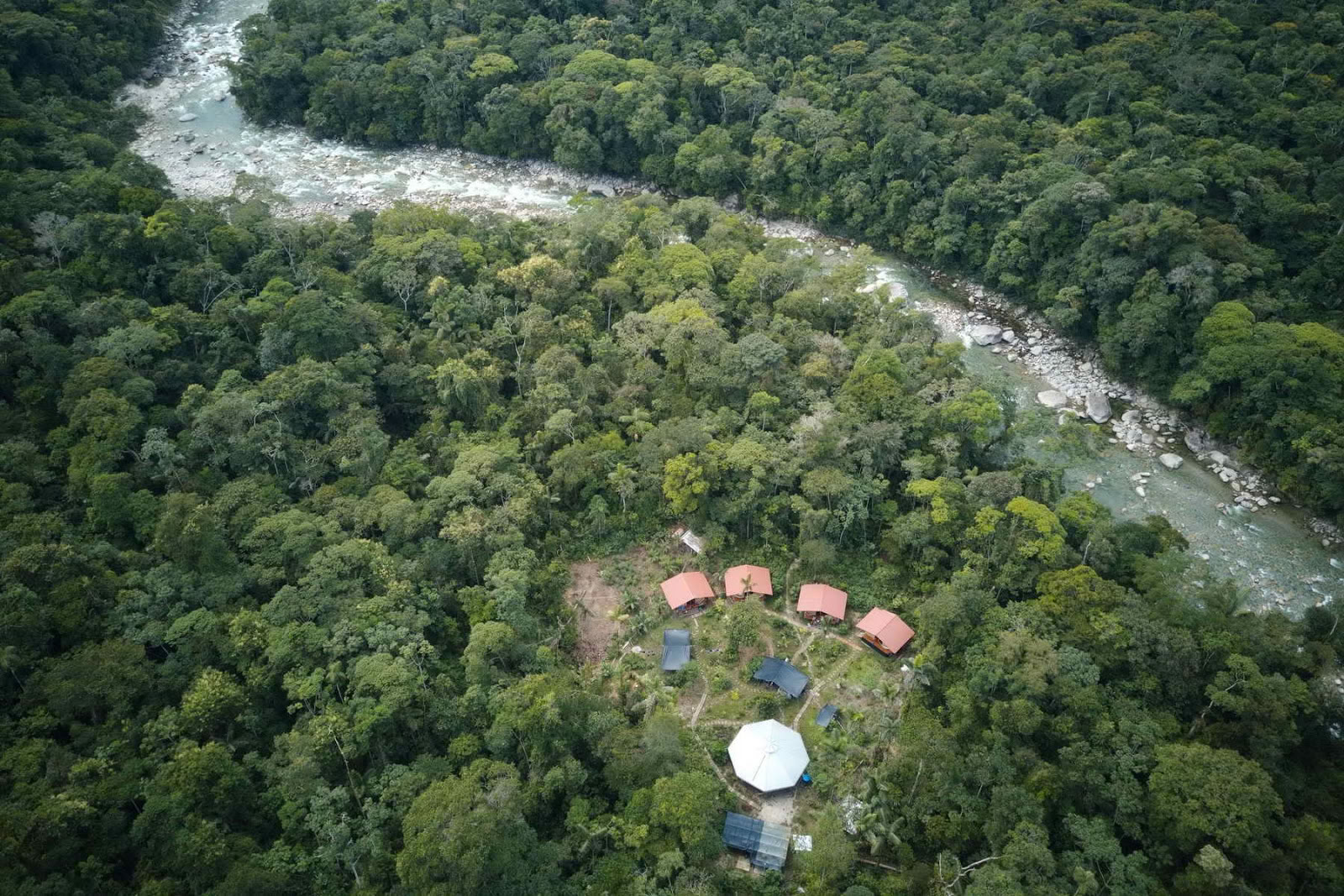 Federkrone Ayahuasca Ecuador