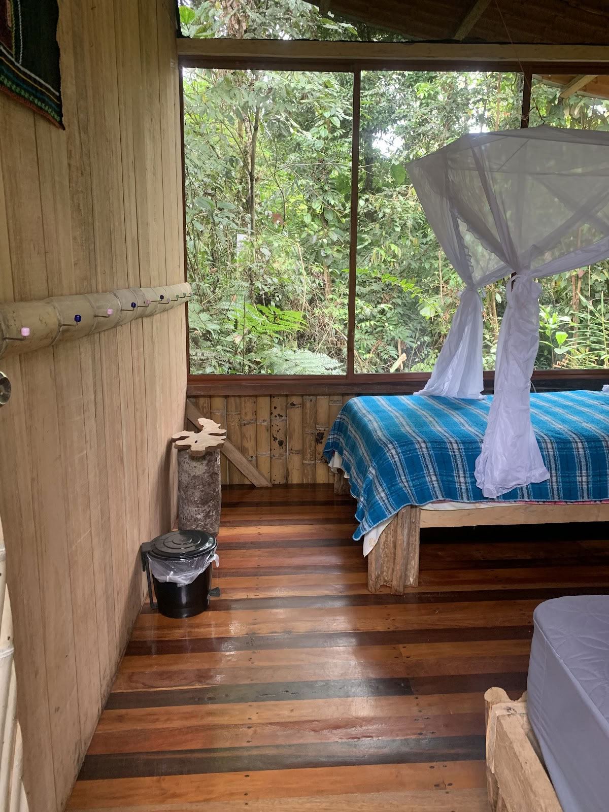 Federkrone Ayahuasca Ecuador
