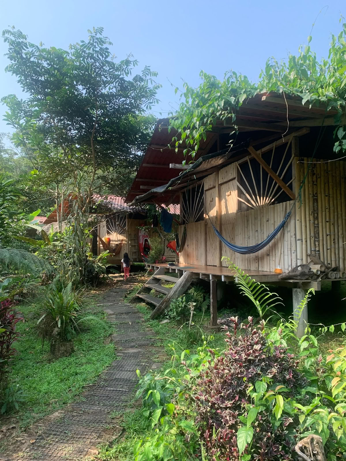 Federkrone Ayahuasca Ecuador
