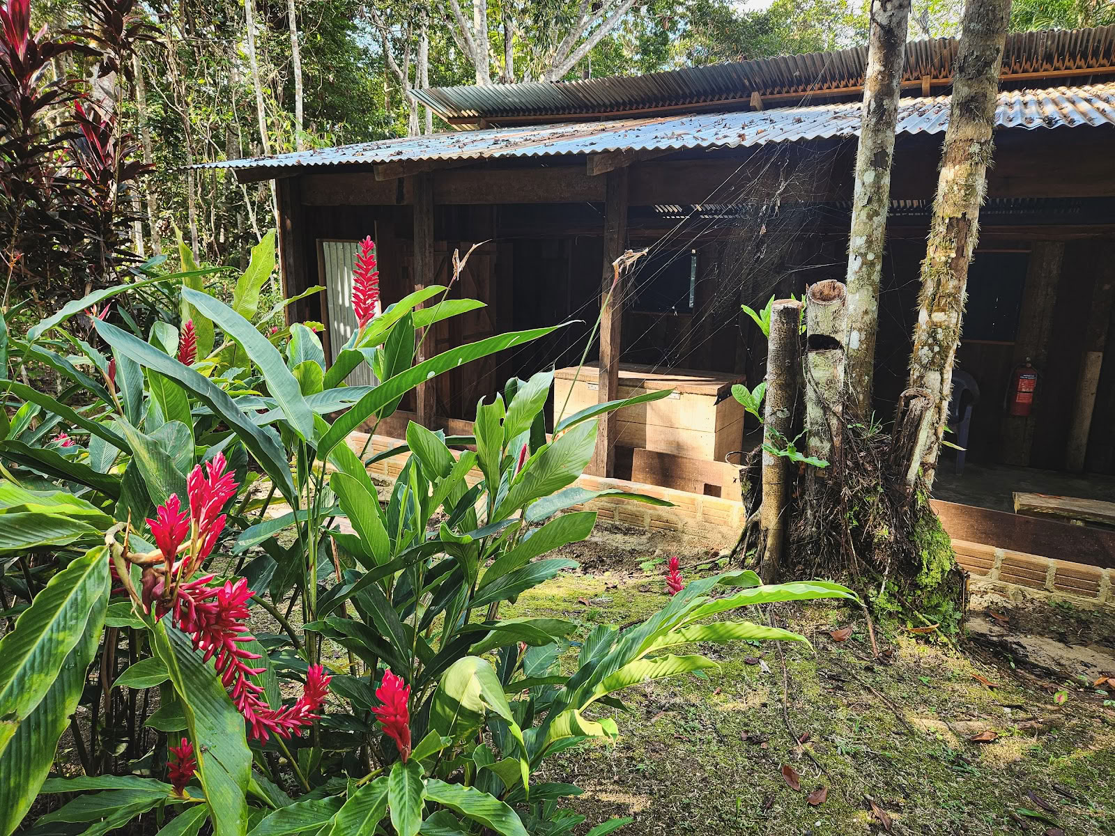 El Purguero Ayahuasca Retreat