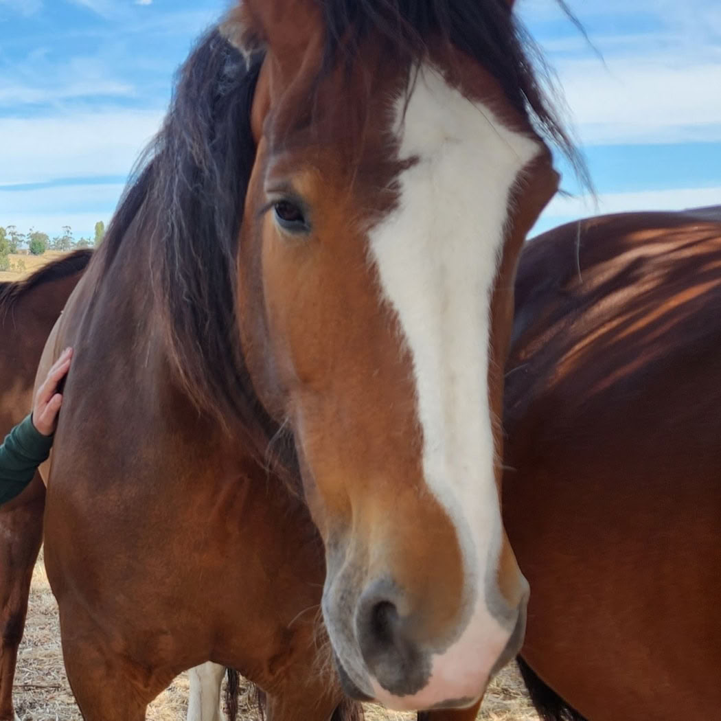 Heart of the Horse- Mit Pferden arbeiten, um Menschen bei der Heilung zu helfen
