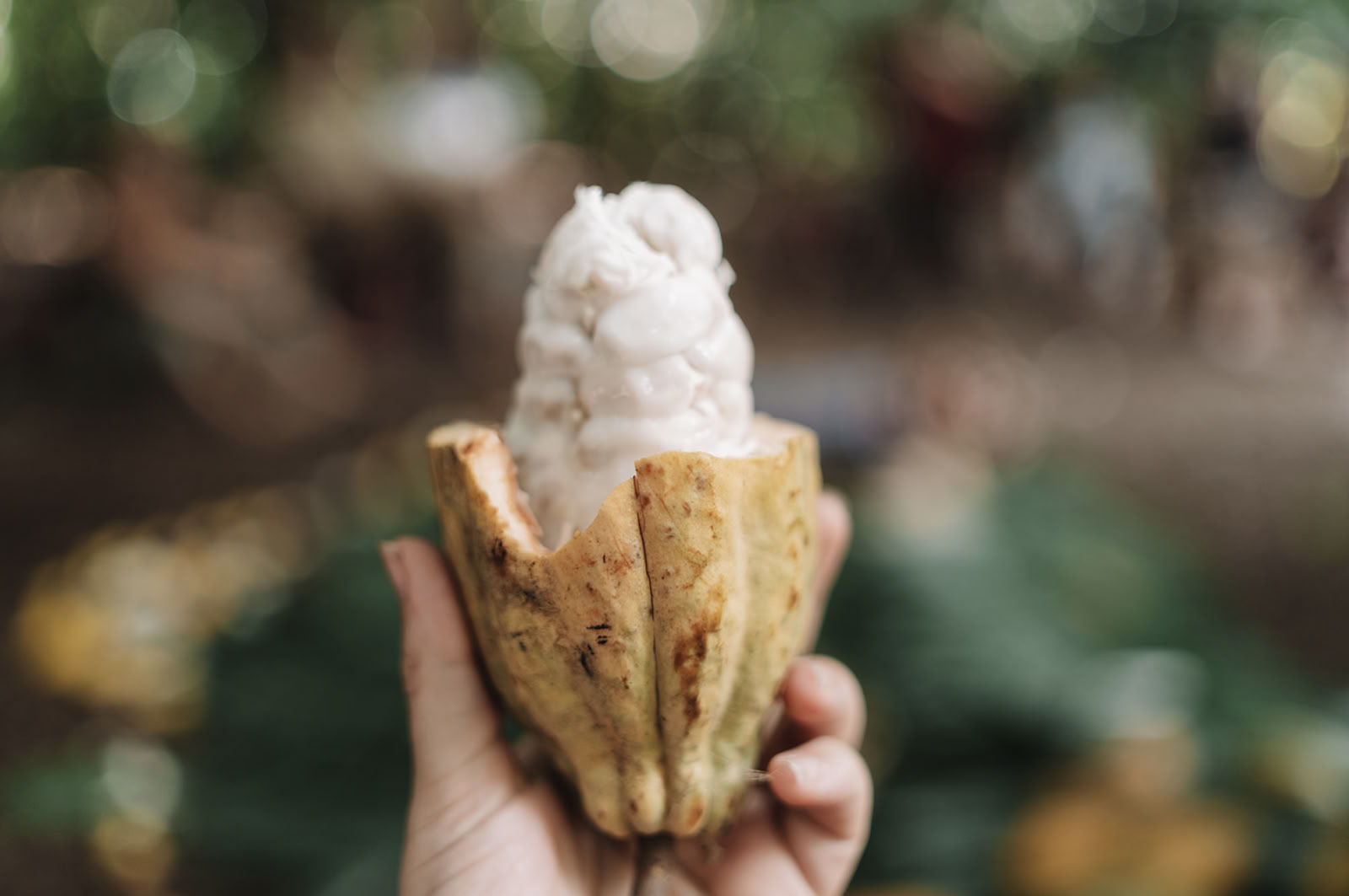 Cacao Source