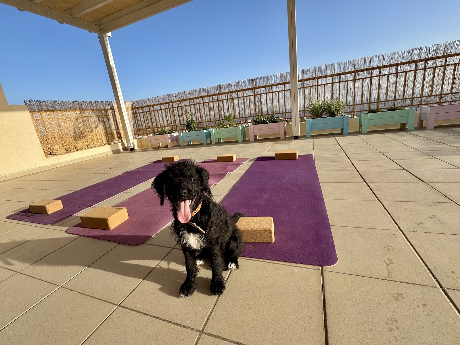 Puppy Yoga Retreat
