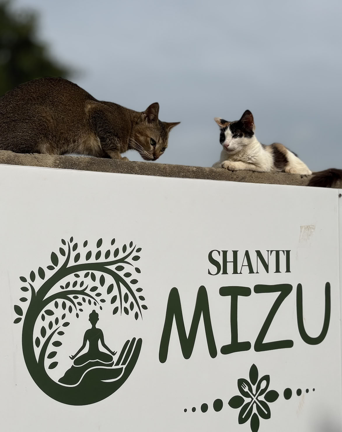 Shanti MIZU | Bestes Yoga-Retreat in Arambol, Goa