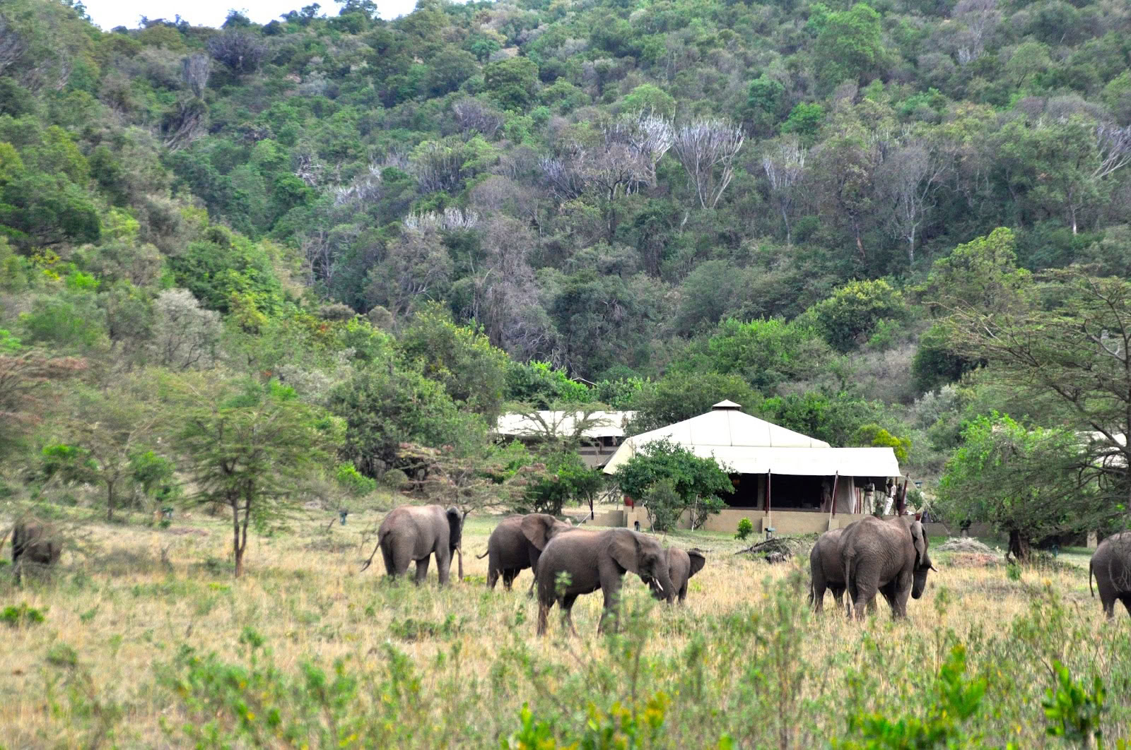 Safari und Yoga