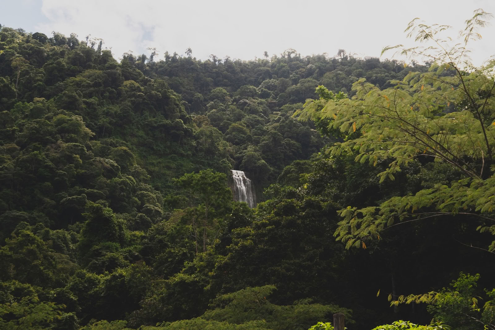 Finca Shambhala Organic