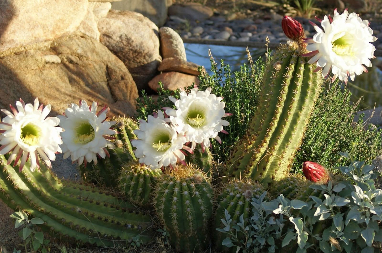 Spirit im Desert Retreat Center