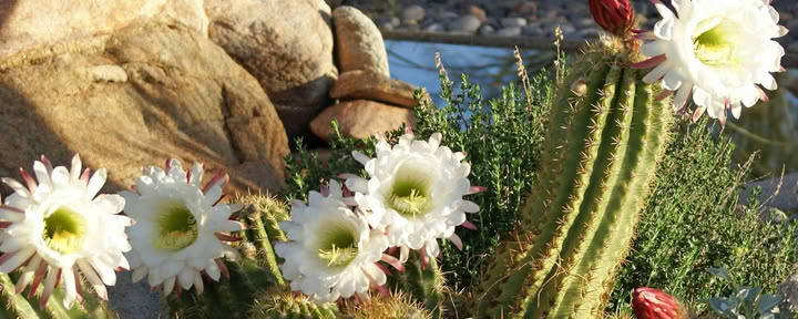 Spirit im Desert Retreat Center