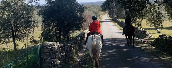 Marvão Pferde