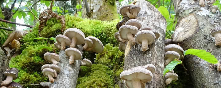 Natur der Pilze