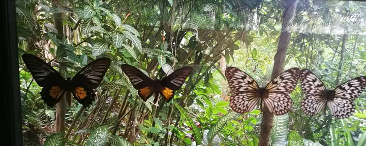 Highland Lihok sa Harmonie Retreat Resort