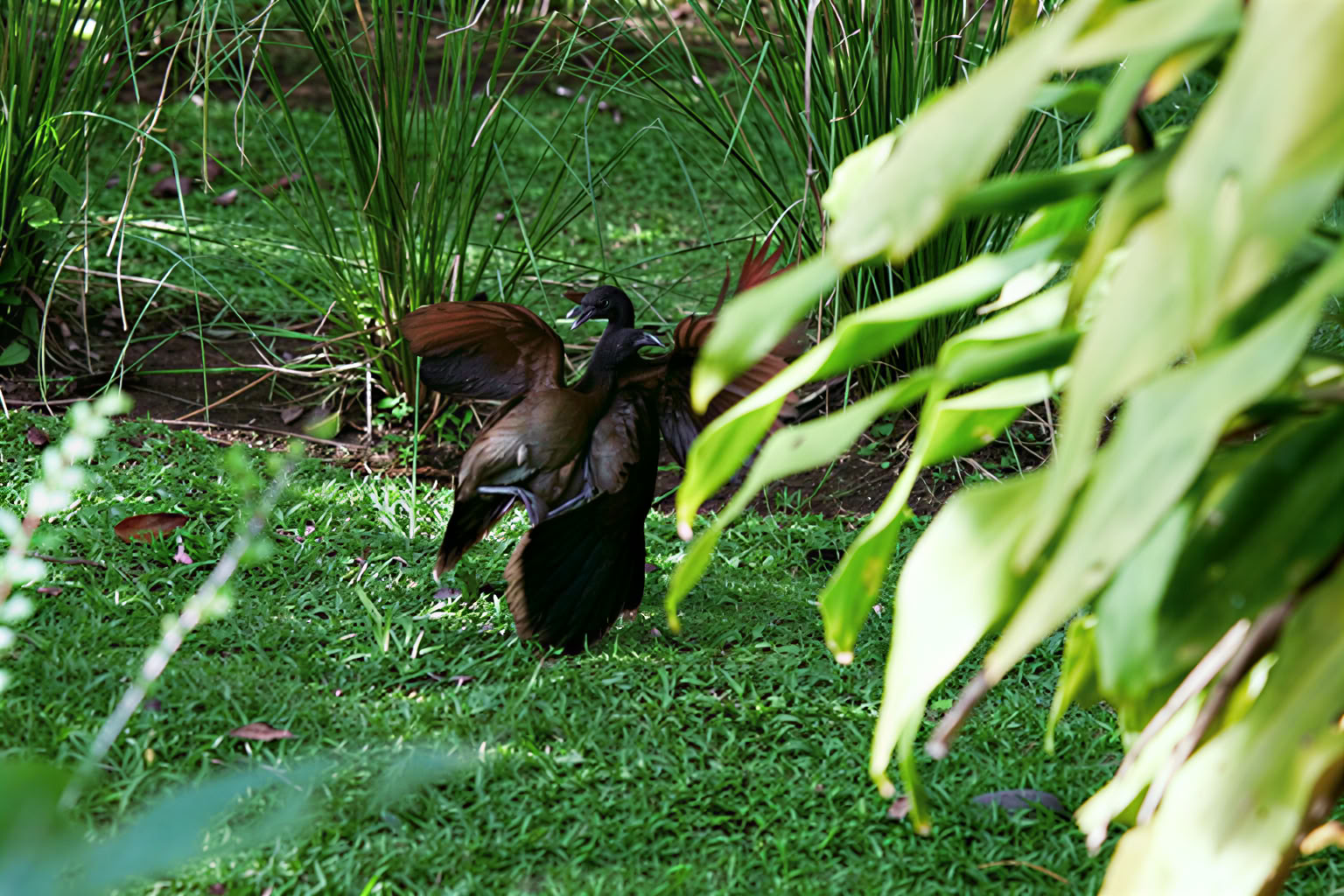 Essence Arenal Hotel, Spa & Biofarm