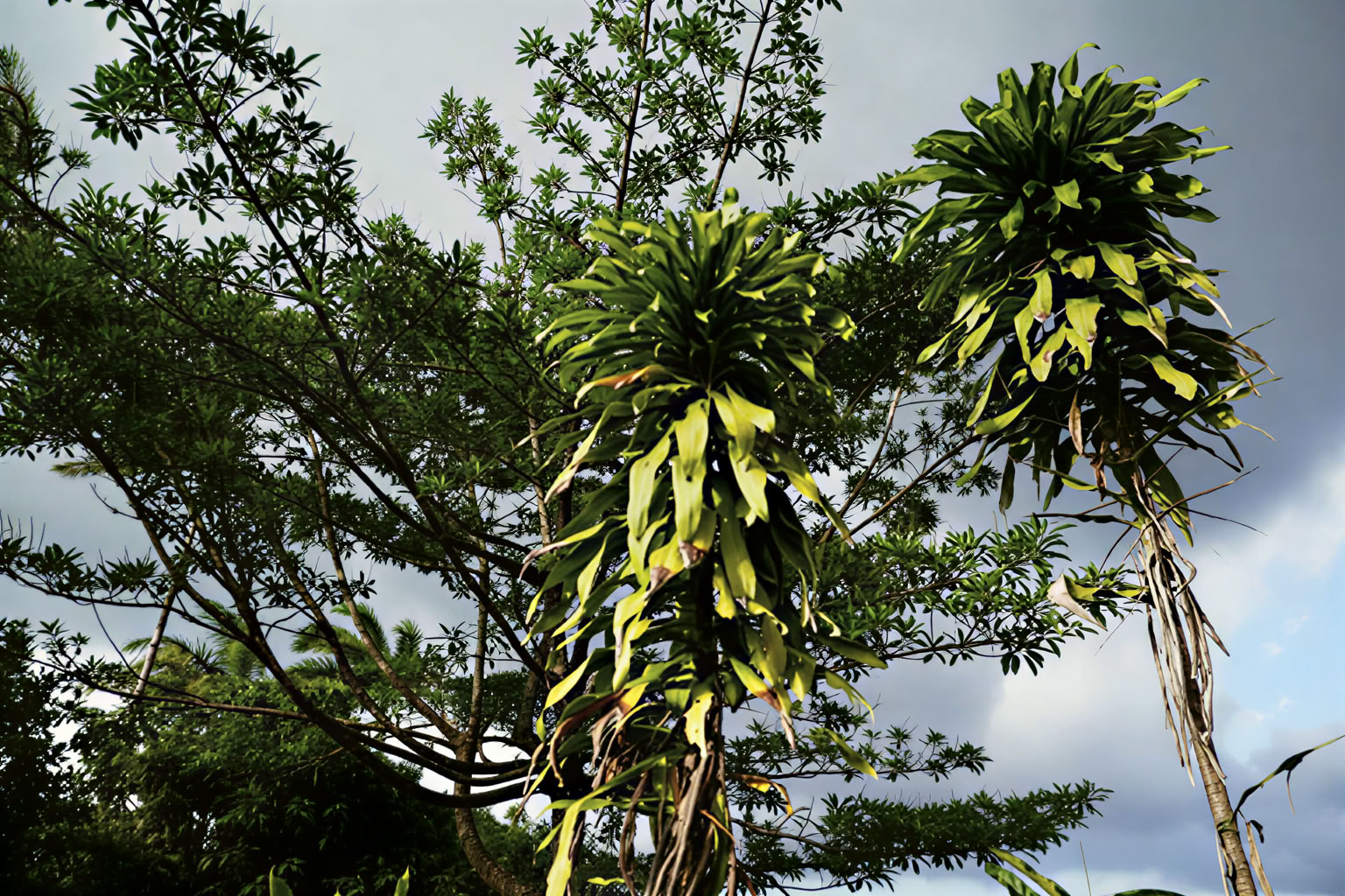 Essence Arenal Hotel, Spa & Biofarm