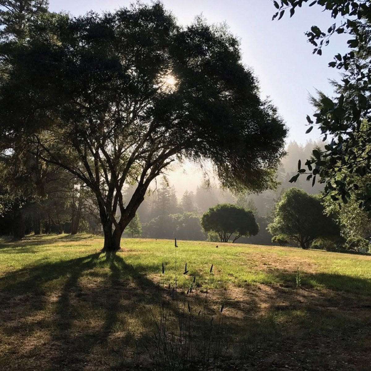 Van Zandts Redwood View Resort