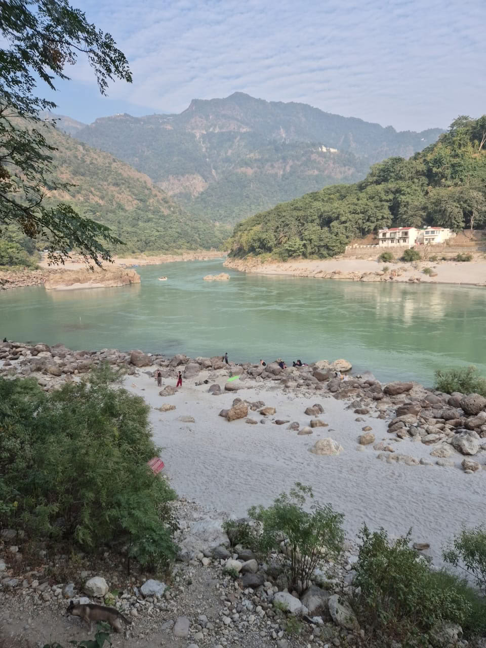 Ein Himalaya-Baum am Ganges, Rishikesh